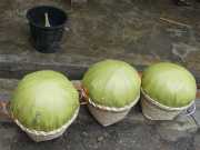 J05_Croisiere_Birmanie-76