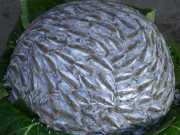 J05_Croisiere_Birmanie-80a