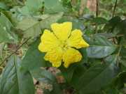 J06_Croisiere_Birmanie-43