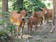 J06_Croisiere_Birmanie-45