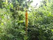 J07_Croisiere_Birmanie-24