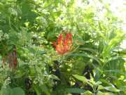 J07_Croisiere_Birmanie-28