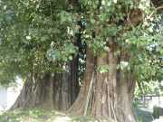 J07_Croisiere_Birmanie-57