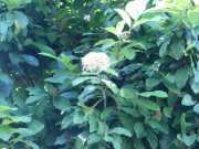 J07_Croisiere_Birmanie-68