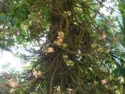 J07_Croisiere_Birmanie-70