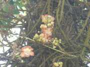 J07_Croisiere_Birmanie-71