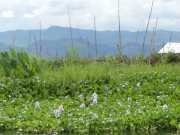 J11_Lac_Inle-66
