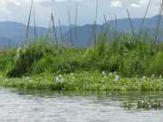 J11_Lac_Inle-67