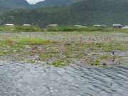 J12_Lac_Inle-83