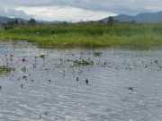 J12_Lac_Inle-85