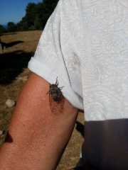 CARQUEIRANNE_17_07-8