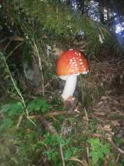 TREVEZEL_14_08-2