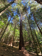 Trevezel_25_09-107b