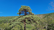 Trevezel_25_09-119