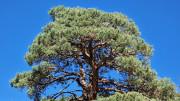 Trevezel_25_09-120