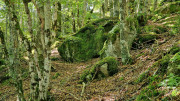 Trevezel_25_09-20
