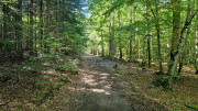 Trevezel_25_09-32