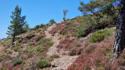 Trevezel_25_09-55
