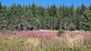 Charpal_24_08-59