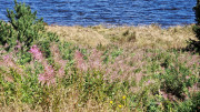 Charpal_24_08-79