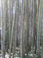 bambouseraie_18_06-11