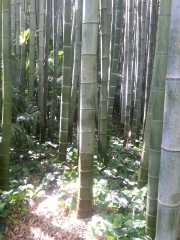 bambouseraie_18_06-12