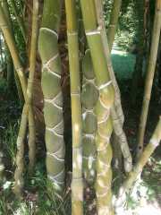 bambouseraie_18_06-13