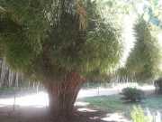 bambouseraie_18_06-14