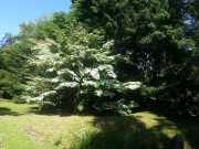 bambouseraie_18_06-19