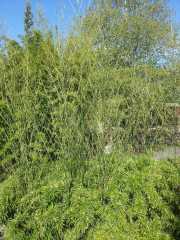 bambouseraie_18_06-2