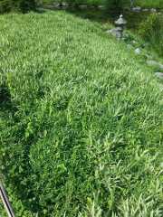 bambouseraie_18_06-36