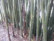 bambouseraie_18_06-4