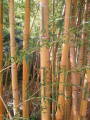 bambouseraie_18_06-5
