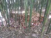 bambouseraie_18_06-51