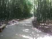 bambouseraie_18_06-52