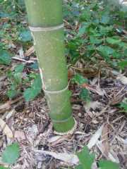 bambouseraie_18_06-53