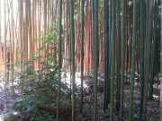 bambouseraie_18_06-54