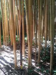 bambouseraie_18_06-56