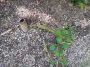 bambouseraie_18_06-58