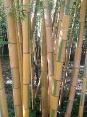 bambouseraie_18_06-6