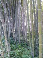 bambouseraie_18_06-64