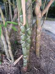 bambouseraie_18_06-66