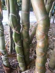 bambouseraie_18_06-67