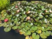 bambouseraie_18_06-77