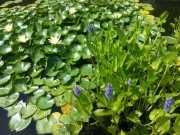 bambouseraie_18_06-78