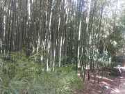 bambouseraie_18_06-8