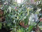 bambouseraie_18_06-82