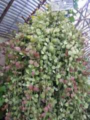 bambouseraie_18_06-83