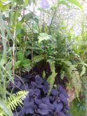 bambouseraie_18_06-84