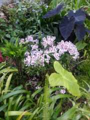 bambouseraie_18_06-85